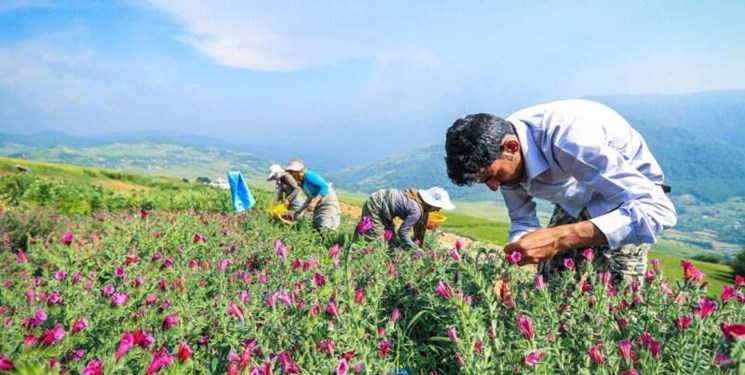 ایران از نظر تولید داروهای گیاهی امن ترین کشور آسیای غربی است